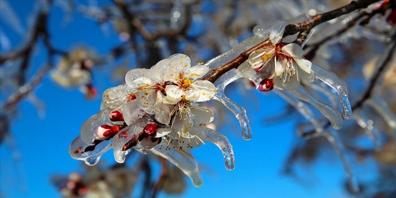 Meteorolojiden Aydın için 'zirai don' uyarısı: Bu gece başlıyor