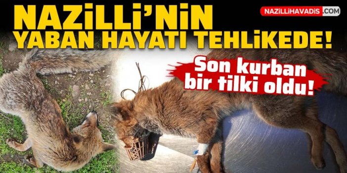 Nazilli yaban hayatı tehlikede! Zehirlenmiş halde bulunan tilki tedavi altına alındı