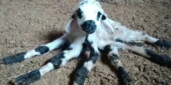 Altı bacaklı kuzu doğdu, görenler örümceğe benzetti!