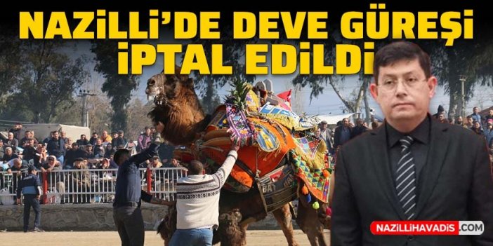 Nazilli’de geleneksel deve güreşi iptal edildi