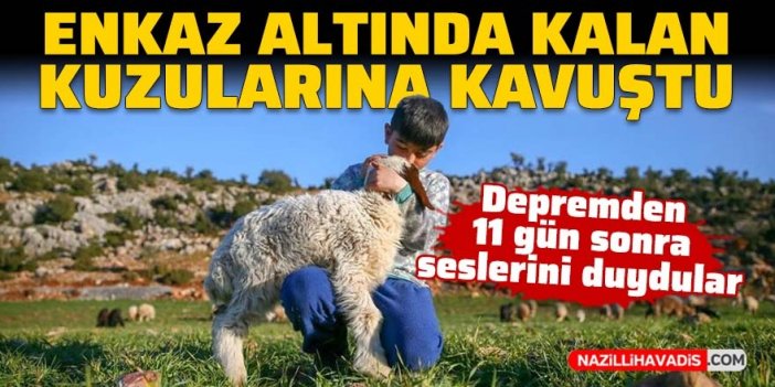 Deprem sonrası enkaz altında kalan kuzularına kavuştu