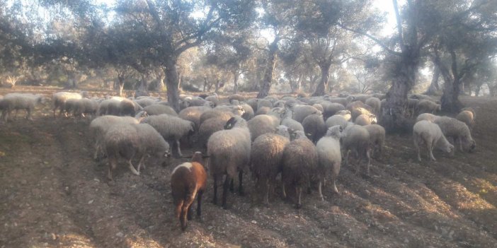 Kayıp koyunları jandarma buldu