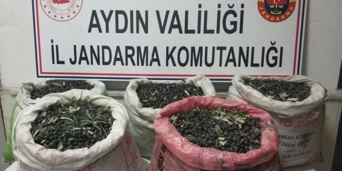 Önce çaldılar sonra sattılar! Zeytin hırsızları jandarmadan kaçamadı