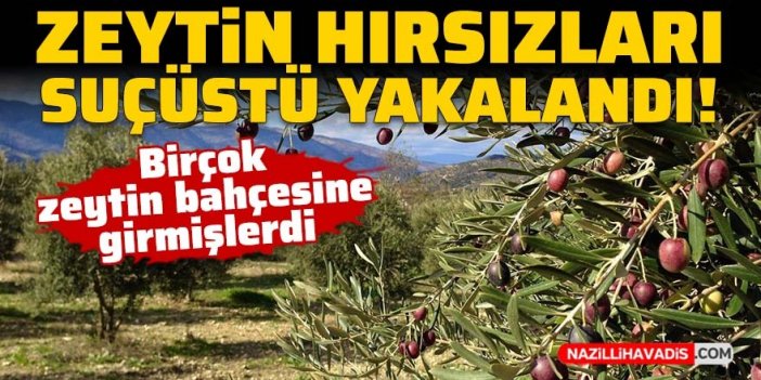 Zeytin hırsızları suçüstü yakalandı