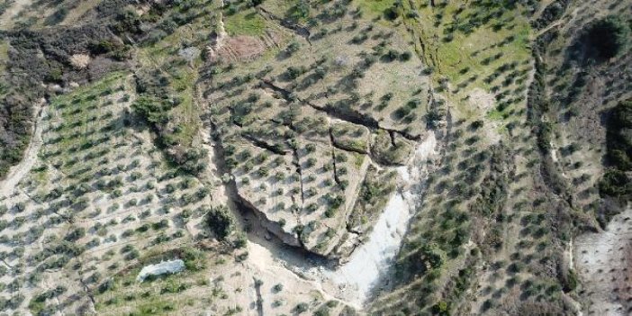 Deprem sonrası zeytin bahçesinde dev yarıklar oluştu!