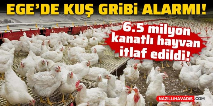 Ege'de kuş gribi alarmı! 6.5 milyon kanatlı hayvan itlaf edildi