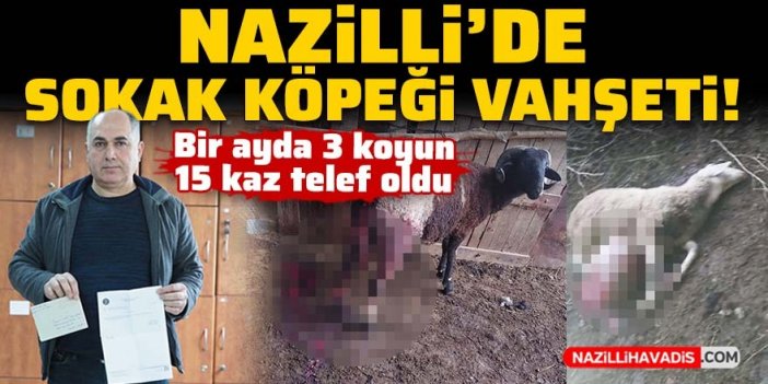 Nazilli’de sokak köpeği vahşeti: Bir ayda 3 koyun, 15 kaz telef oldu