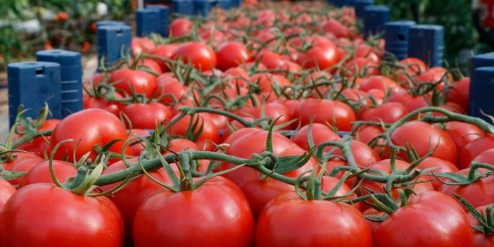 Binlerce üretici bu haberi bekliyordu! Domates ihracatına getirilen yasak kaldırıldı