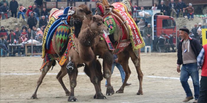 Nazilli’de plan değişikliği: Deve güreşleri iptal