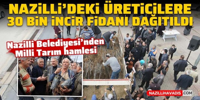 Nazilli'deki üreticilere 30 bin incir fidanı dağıtıldı