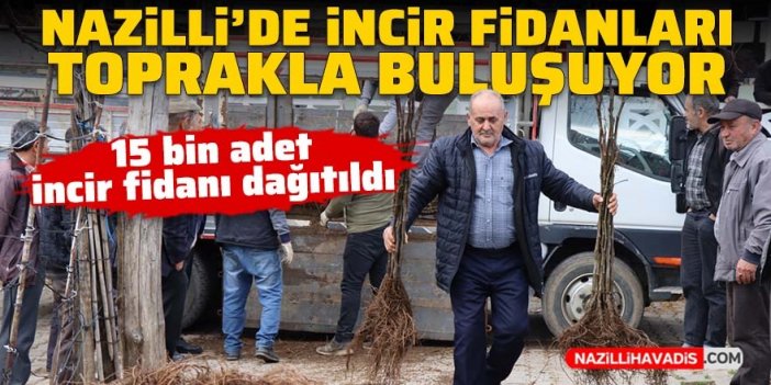 Nazilli’de 15 bin incir fidanı toprakla buluşuyor