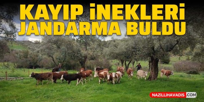 Kayıp inekleri jandarma buldu