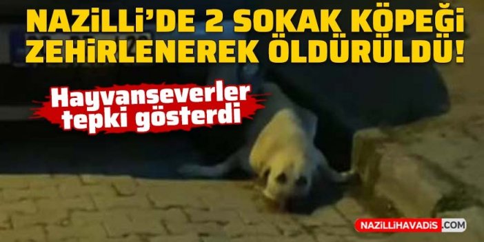 Nazilli'de iki sokak köpeği zehirlenerek öldürüldü