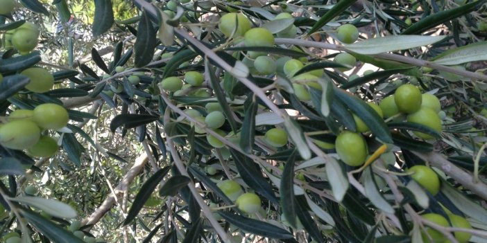 Aydın’da zeytin hırsızları suçüstü yakalandı