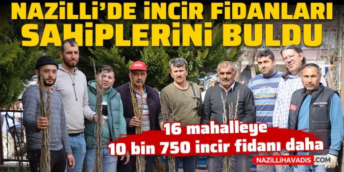 Nazilli'de üreticiye destek! 16 mahalleye 10 bin 750 adet incir fidanı dağıtıldı