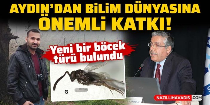 Aydın’da yeni bir böcek türü bulundu