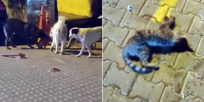 Sokakta vahşet: Başıboş köpekler kediyi parçaladı