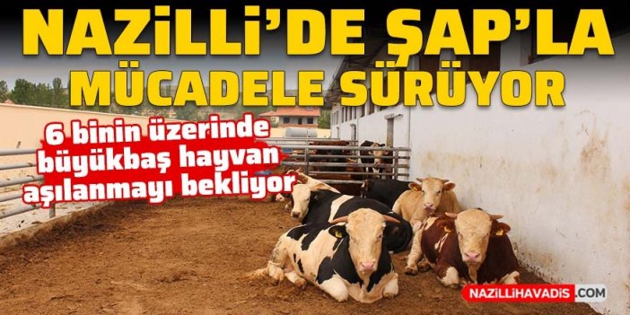 Nazilli’de 6 binin üzerinde büyükbaş hayvan aşılanmayı bekliyor