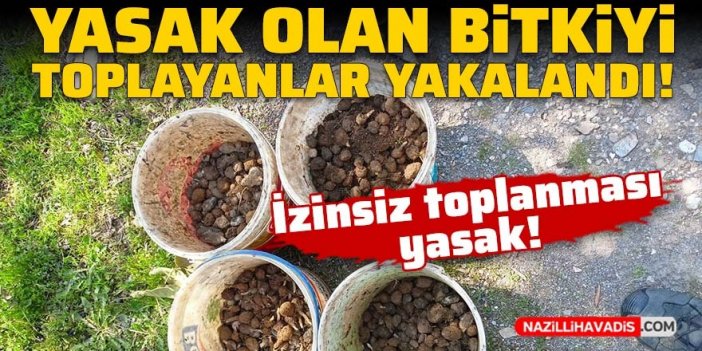 Yasak olan bitkiyi toplayanlar yakalandı!