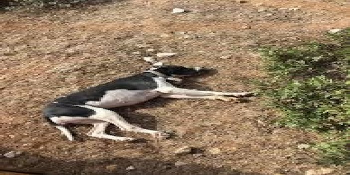 Aydın’da sokak köpeğine tecavüz ederken yakalanmıştı! İfadesi mide bulandırdı