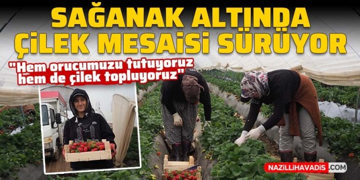 Sağanak altında çilek mesaisi sürüyor