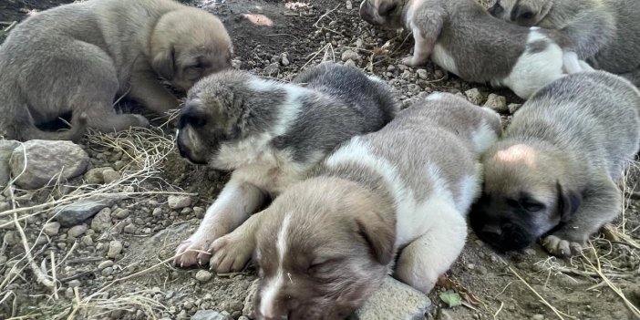 Rögardaki 6 köpek yavrusu kurtarıldı