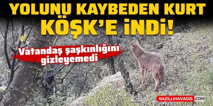 Yolunu kaybeden kurt gündüz vakti Köşk'e indi