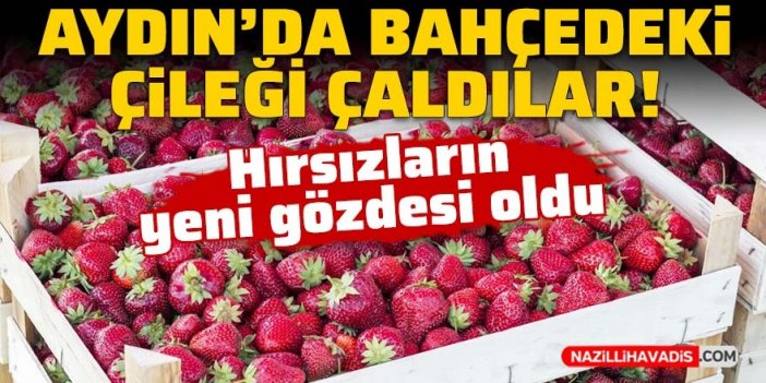 Hırsızların yeni gözdesi oldu: Aydın'da bahçedeki çileği çaldılar