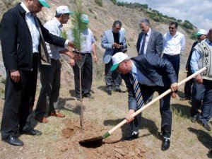 400 Fıstık Çam Fidanı Toprakla Buluştu