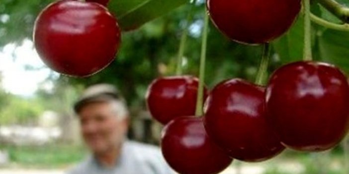 "Kırmızı altın" olarak bilinen meyvenin kilosu dudak uçuklattı