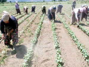Söke Ovası 2014 Yılı Çapa Ücretleri Belli Oldu