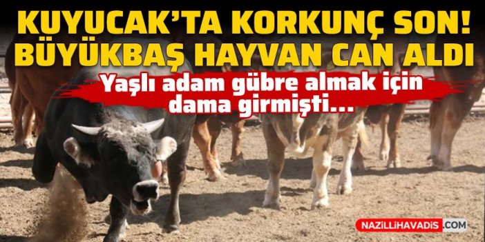 Kuyucak'ta korkunç son! Büyükbaş hayvan can aldı