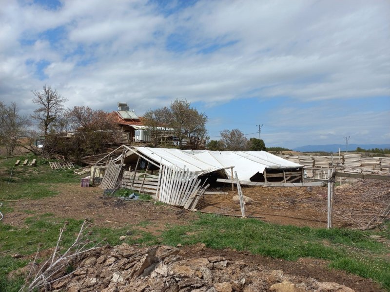 Ağıla giren kurtlar 10 koyunu telef etti