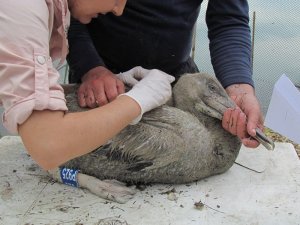 Tepeli Pelikanlar Halkalandı