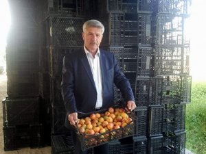Çine’de Kayısı Hasadı Başladı