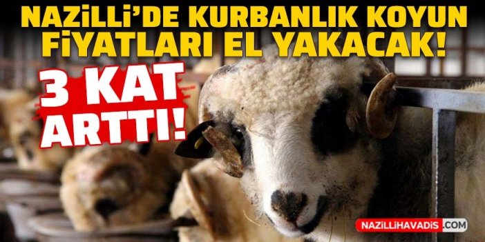 Nazilli’de kurbanlık koyun fiyatı 3 kat arttı