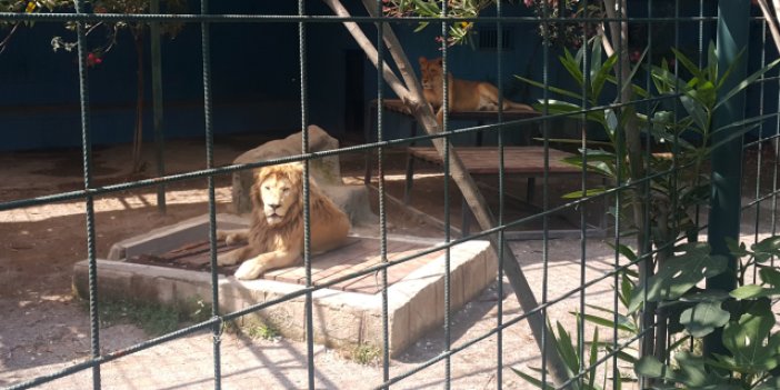 Aileye saldıran aslan, pençesiyle 4 yaşındaki çocuğun saçlı derisini parçaladı