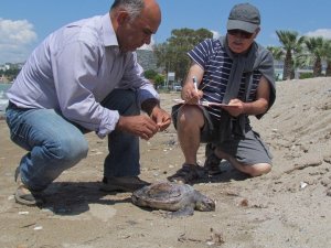 Kuşadası’nda Yeşil Kaplumbağa Ölü Bulundu
