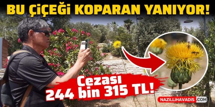 Bu çiçeği koparan yanıyor: Cezası 244 bin 315 TL