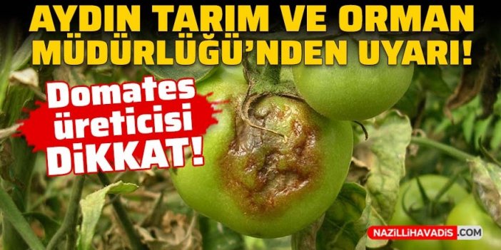 Aydın Tarım ve Orman Müdürlüğü’nden uyarı: Domates üreticisi dikkat!