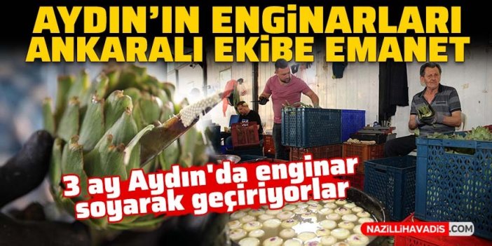 Aydın'ın enginarları Ankaralı ekibe emanet