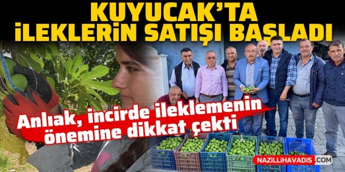 Kuyucak’ta ileklerin satışı başladı