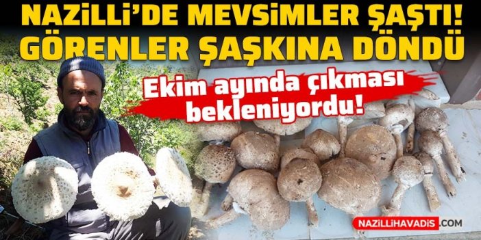 Nazilli’de mevsimler şaştı, dedecik mantarı erken çıktı