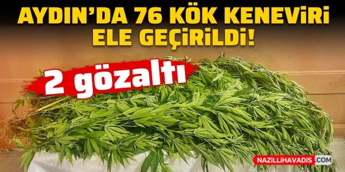 Aydın’da 76 kök keneviri ele geçirildi: 2 gözaltı