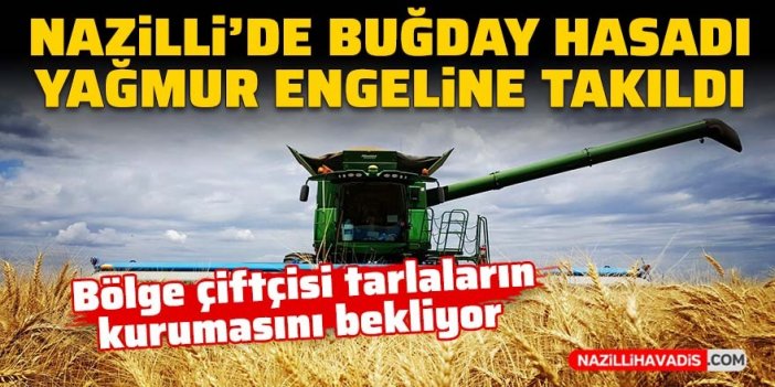 Nazilli’de buğday hasadına yağmur engeli