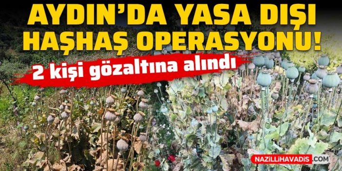 Aydın’da jandarmadan yasa dışı haşhaş operasyonu