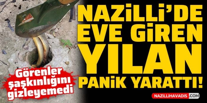 Nazilli’de eve giren yılan panik yarattı