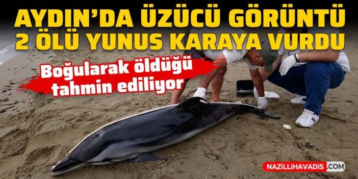 Aydın'da üzücü görüntü! İki ölü yunus karaya vurdu