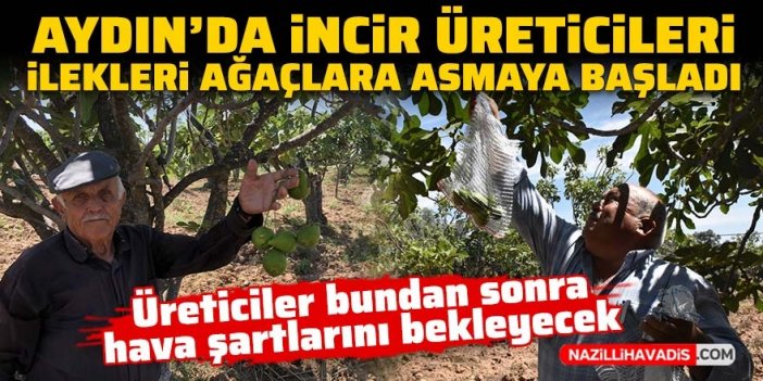 Aydın'da incir üreticileri ilekleri ağaçlara asmaya başladı