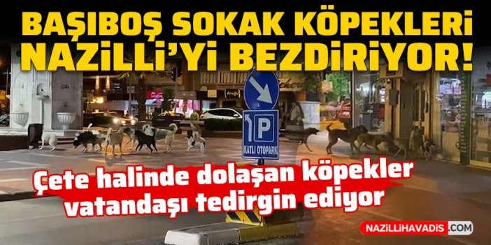 Nazillililer başıboş köpek sorununa çözüm bulunmasını istiyor